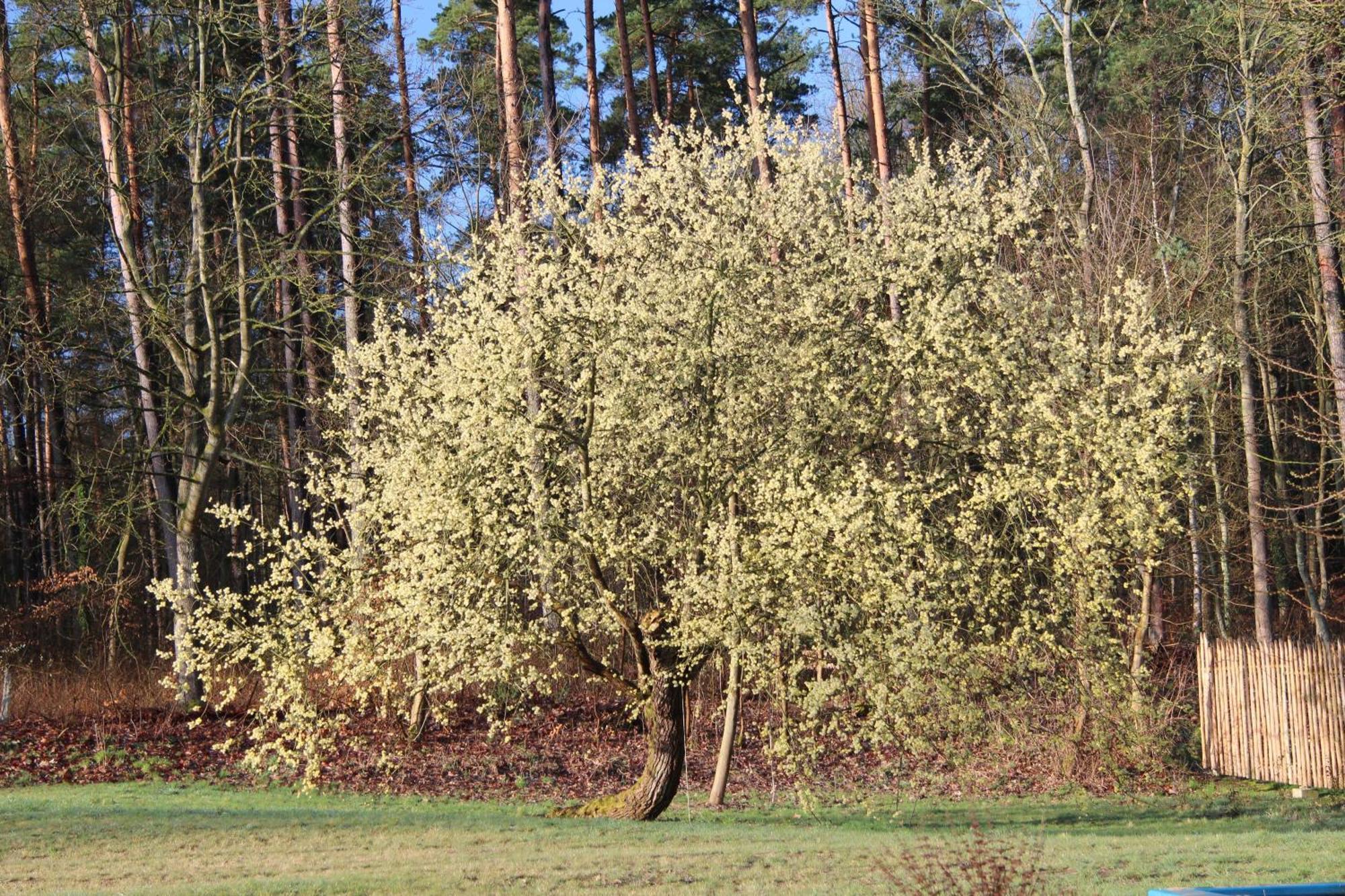 Ferien In Troja Lärz Exterior foto